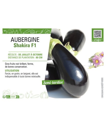 AUBERGINE SHAKIRA F1