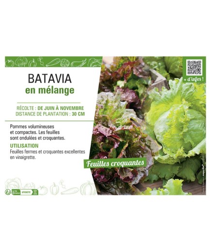 BATAVIA EN MELANGE