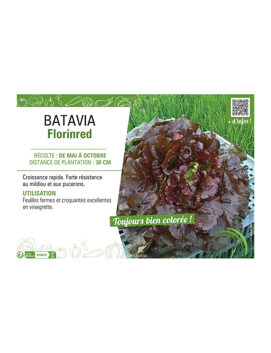 BATAVIA FLORINRED