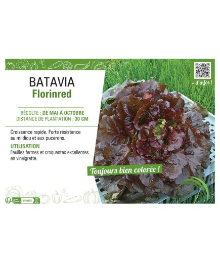 BATAVIA FLORINRED