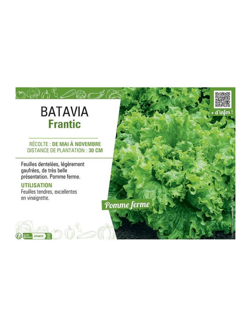 BATAVIA FRANTIC