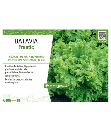 BATAVIA FRANTIC
