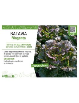 BATAVIA MAGENTA