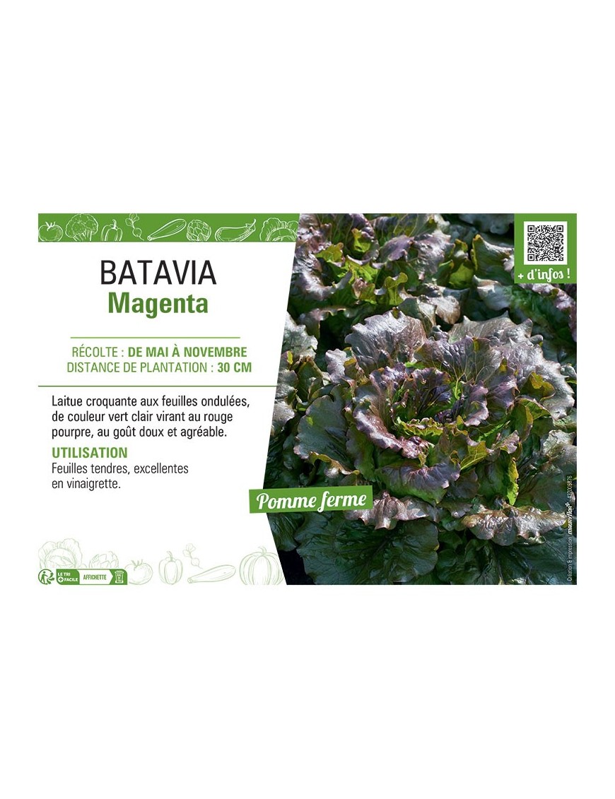 BATAVIA MAGENTA