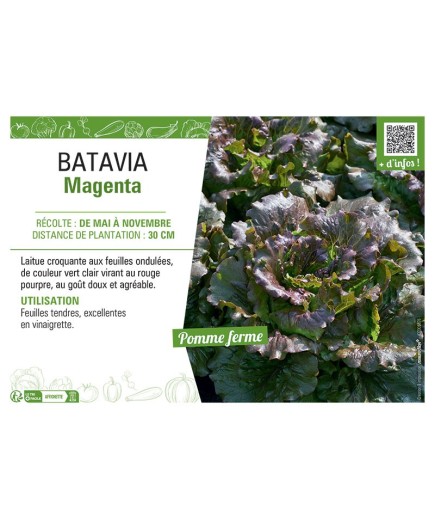 BATAVIA MAGENTA