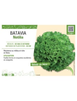 BATAVIA NOTILIA