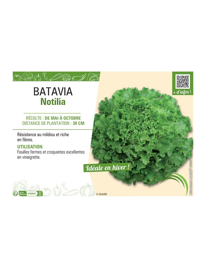 BATAVIA NOTILIA