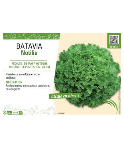 BATAVIA NOTILIA