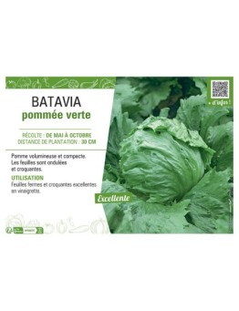 BATAVIA POMMEE VERTE