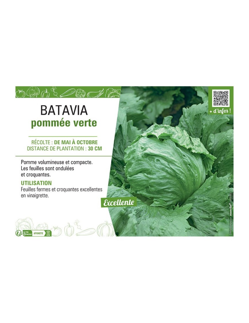 BATAVIA POMMEE VERTE