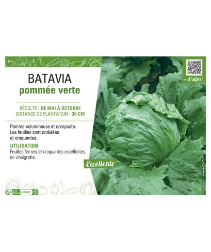 BATAVIA POMMEE VERTE