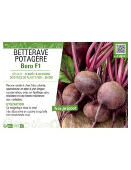 BETTERAVE POTAGERE BORO F1