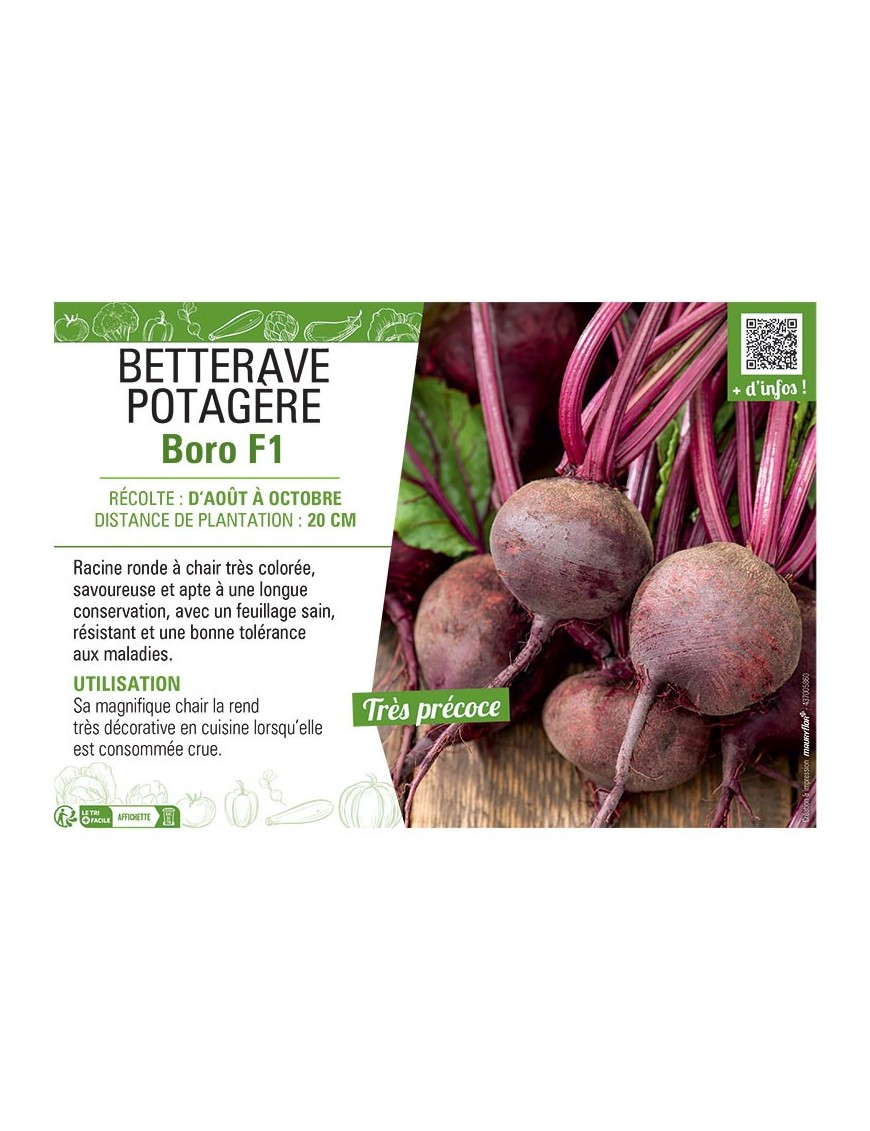 BETTERAVE POTAGERE BORO F1