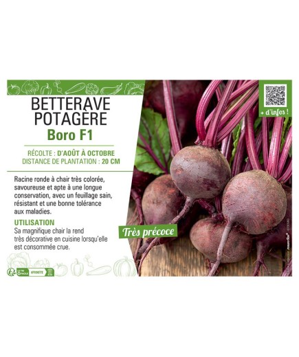 BETTERAVE POTAGERE BORO F1