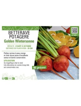 BETTERAVE POTAGERE GOLDEN WINTERSONNE
