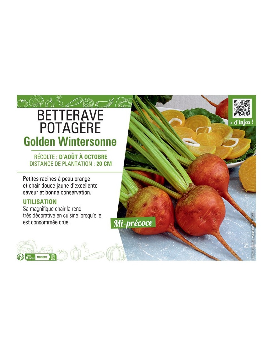 BETTERAVE POTAGERE GOLDEN WINTERSONNE