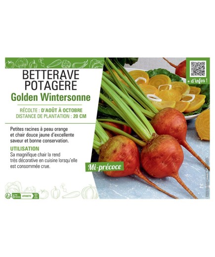 BETTERAVE POTAGERE GOLDEN WINTERSONNE