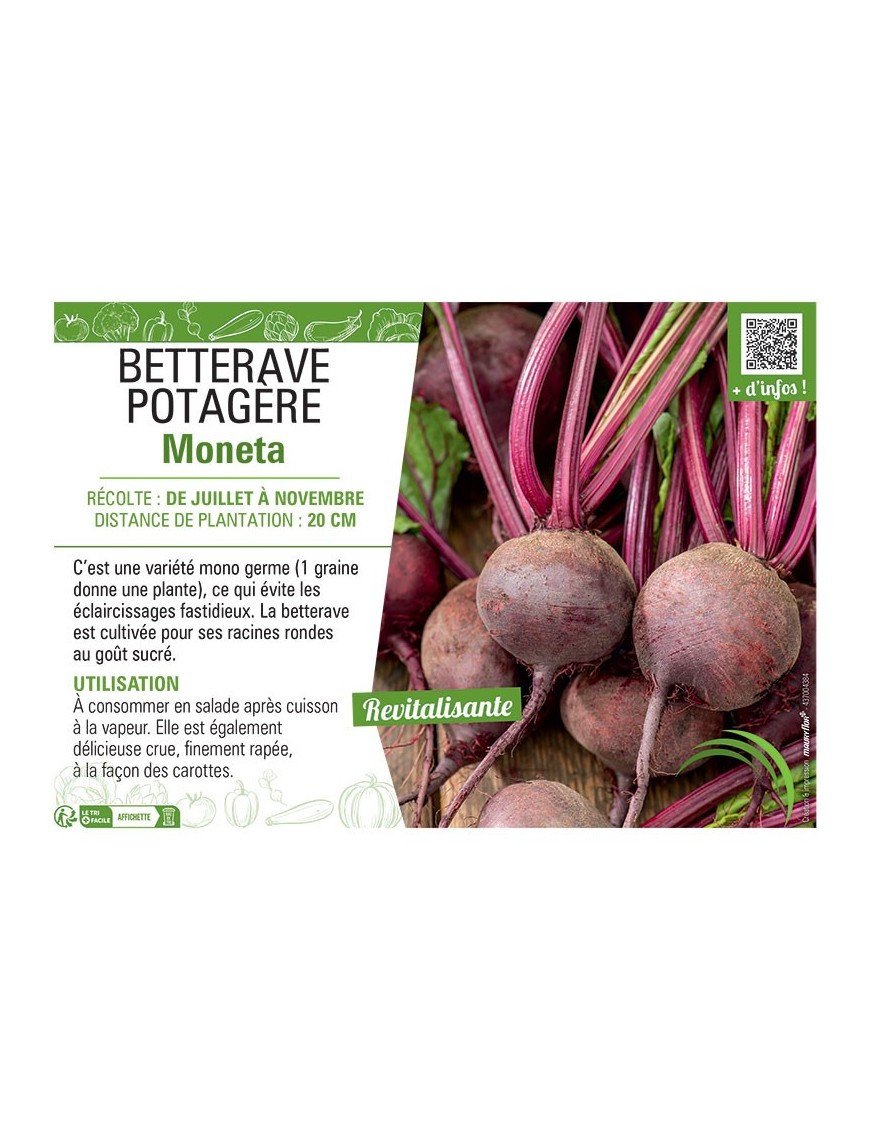 BETTERAVE POTAGERE MONETA