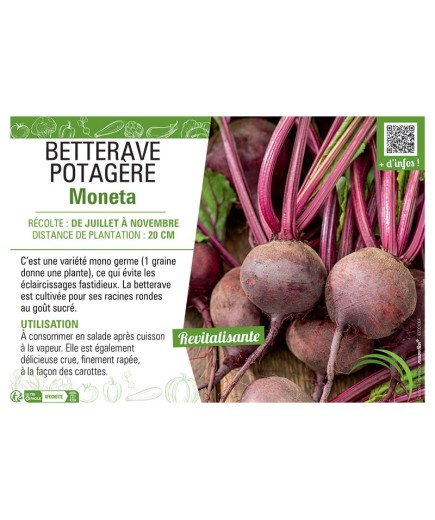BETTERAVE POTAGERE MONETA
