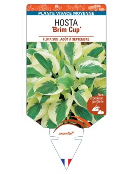 HOSTA Brim Cup