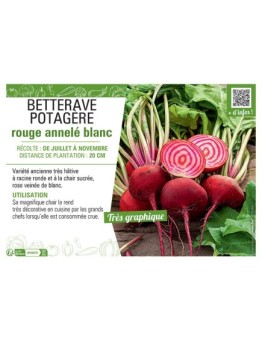 BETTERAVE POTAGERE ROUGE ANNELE BLANC