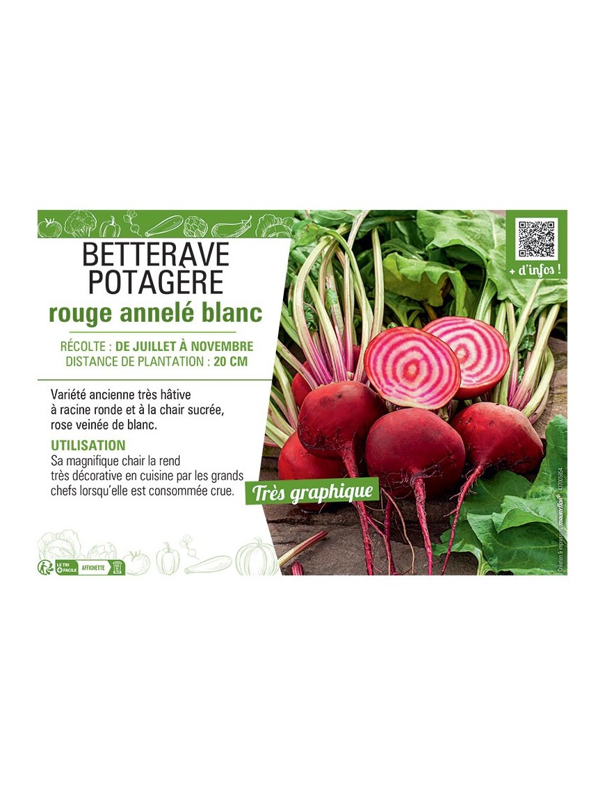 BETTERAVE POTAGERE ROUGE ANNELE BLANC