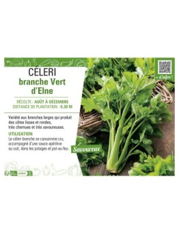 CELERI BRANCHE VERT D'ELNE