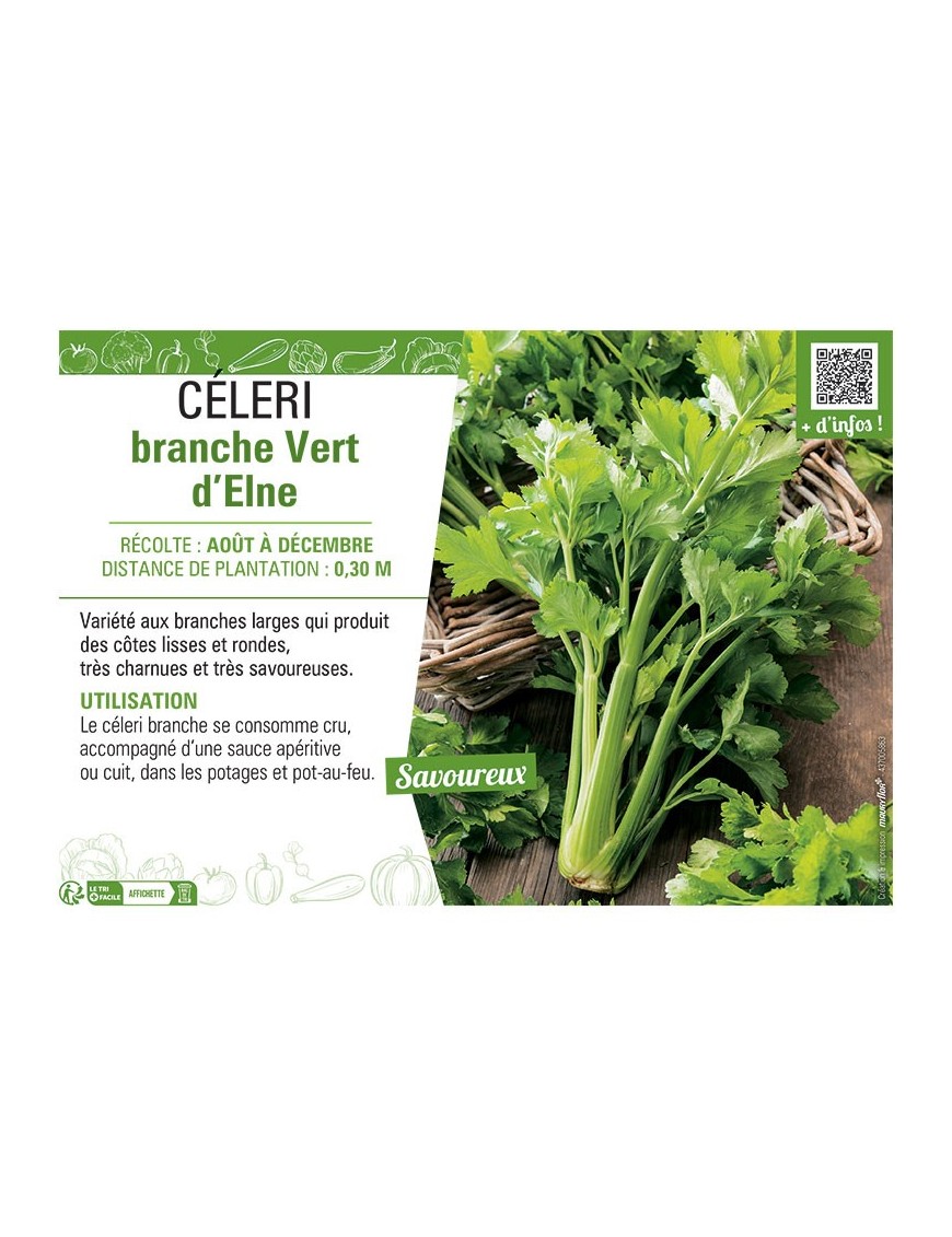 CELERI BRANCHE VERT D'ELNE