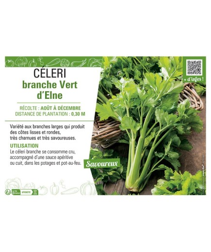 CELERI BRANCHE VERT D'ELNE