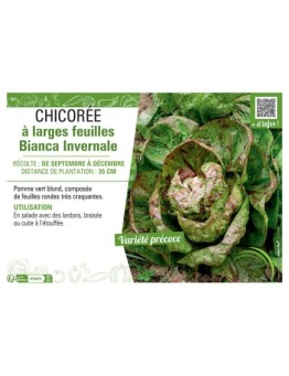 CHICORÉE A LARGES FEUILLES BIANCA INVERNALE