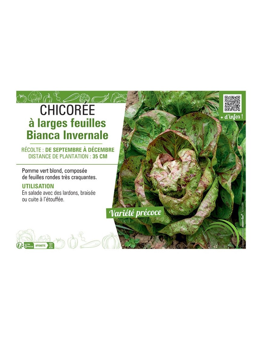 CHICORÉE A LARGES FEUILLES BIANCA INVERNALE