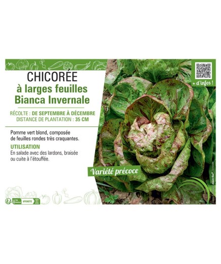 CHICORÉE A LARGES FEUILLES BIANCA INVERNALE