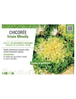 CHICORÉE FRISEE MINELLY