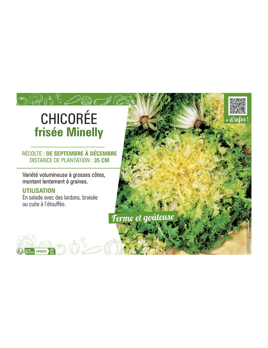 CHICORÉE FRISEE MINELLY