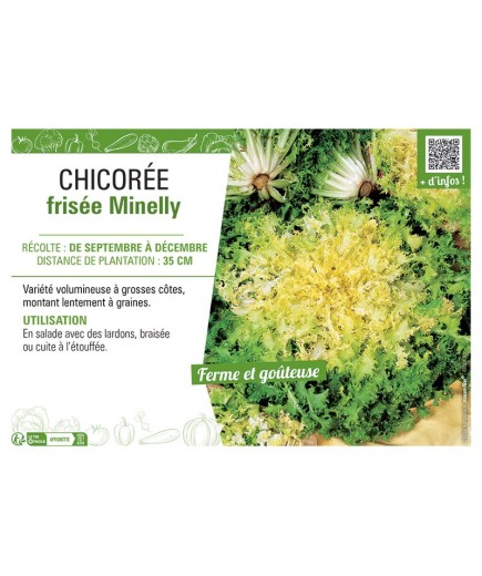CHICORÉE FRISEE MINELLY