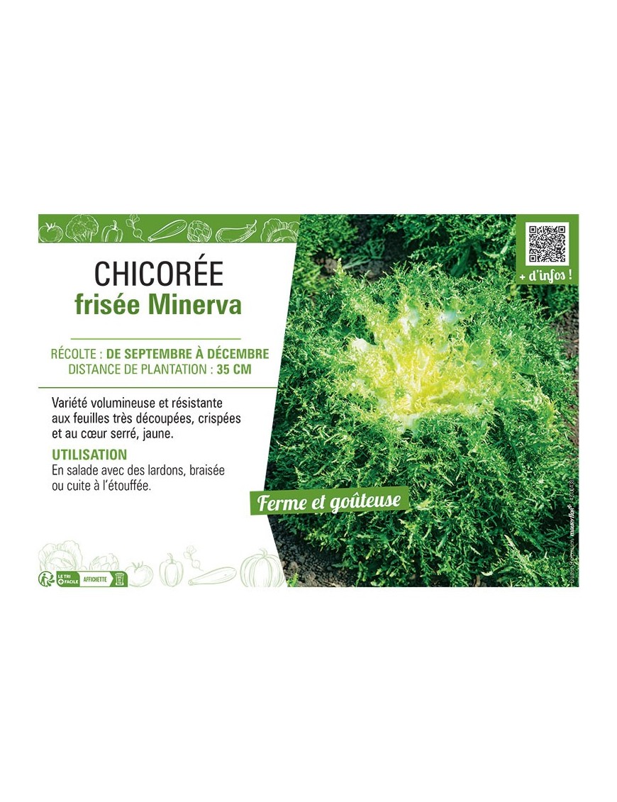 CHICORÉE FRISEE MINERVA