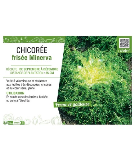 CHICORÉE FRISEE MINERVA
