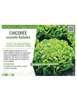 CHICORÉE SCAROLE KALINKA