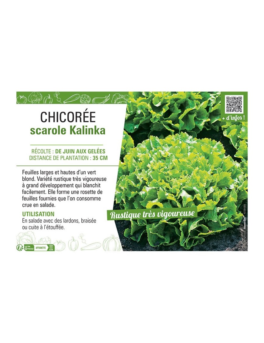 CHICORÉE SCAROLE KALINKA