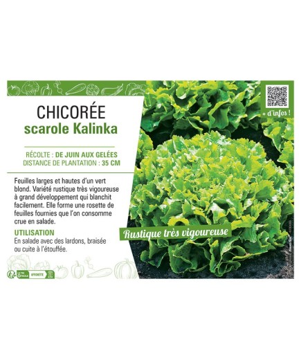CHICORÉE SCAROLE KALINKA