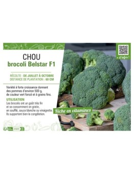 CHOU BROCOLI BELSTAR F1