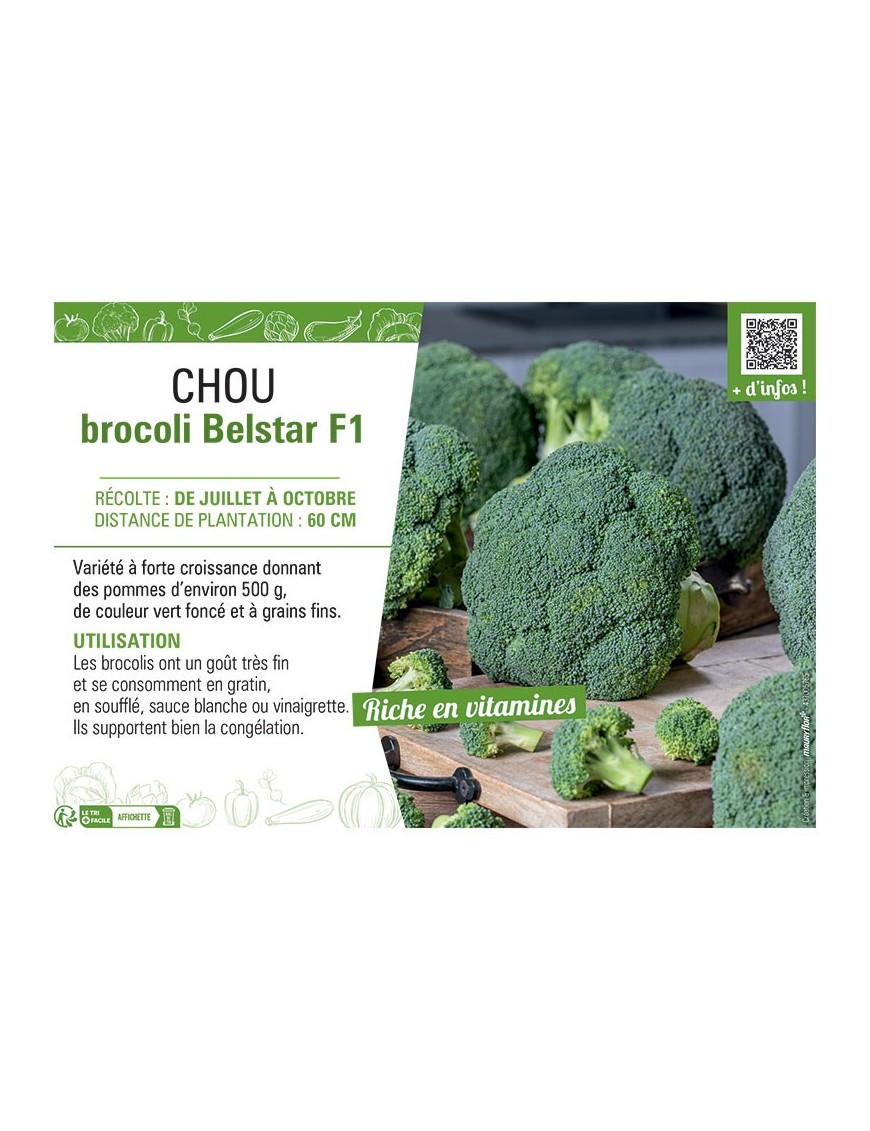 CHOU BROCOLI BELSTAR F1