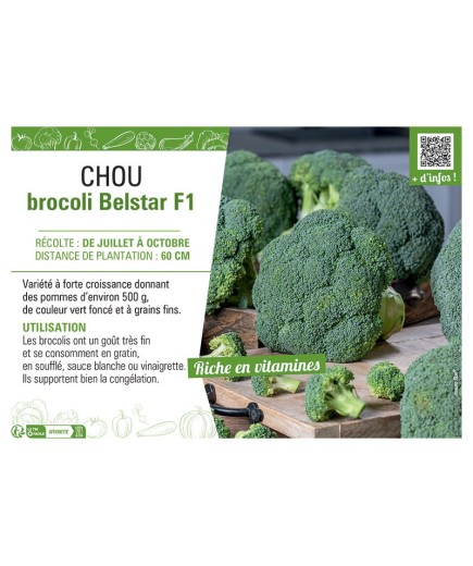 CHOU BROCOLI BELSTAR F1