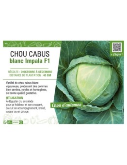 CHOU CABUS BLANC IMPALA F1
