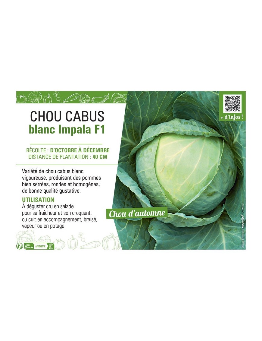 CHOU CABUS BLANC IMPALA F1