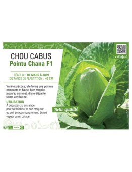 CHOU CABUS POINTU CHANA F1