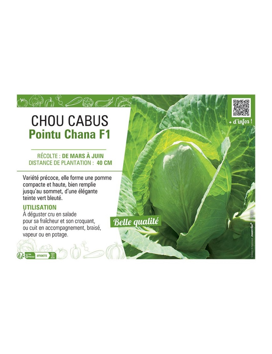 CHOU CABUS POINTU CHANA F1