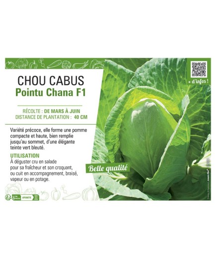 CHOU CABUS POINTU CHANA F1