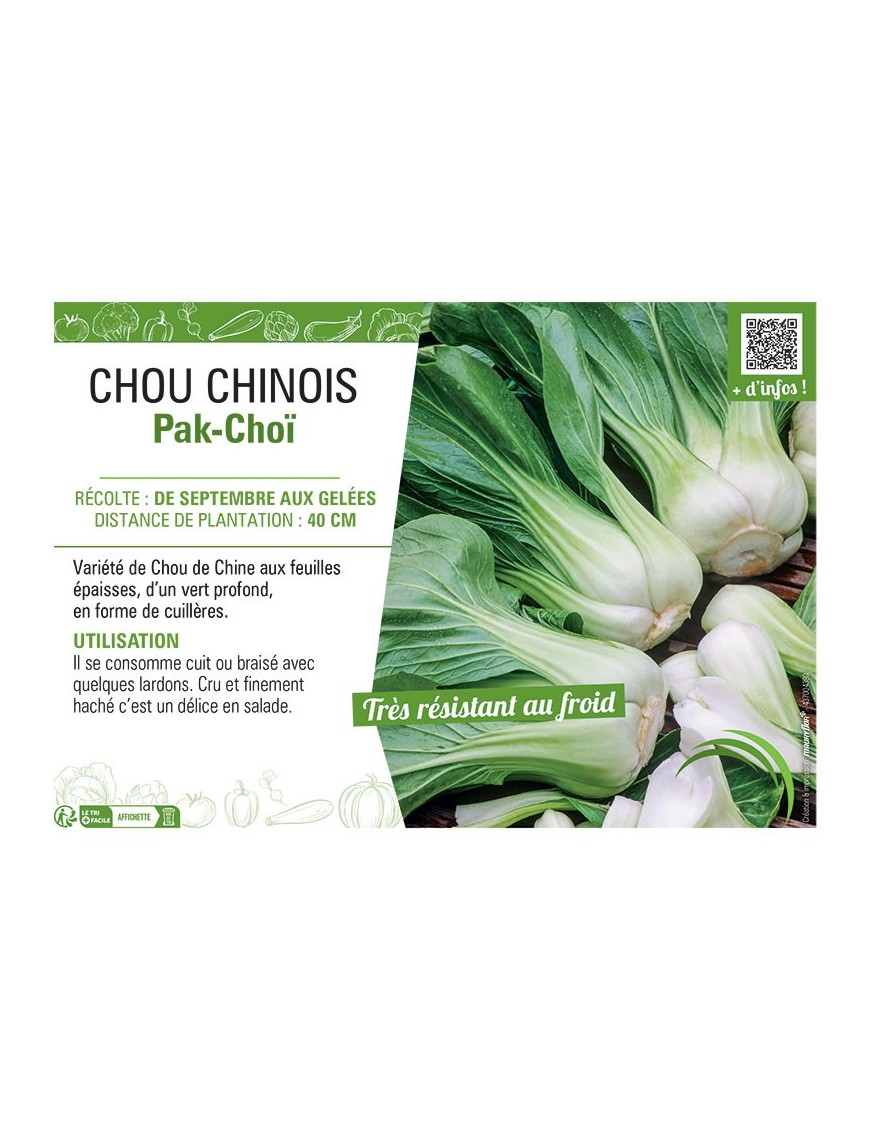 CHOU CHINOIS PAK-CHOÏ