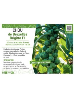 CHOU DE BRUXELLES BRIGITTE F1